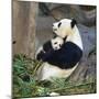 Giant Panda Female Holding Four Month Old Young-null-Mounted Photographic Print