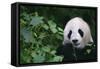 Giant Panda in Forest-DLILLC-Framed Stretched Canvas