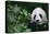 Giant Panda in Forest-DLILLC-Stretched Canvas