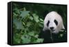 Giant Panda in Forest-DLILLC-Framed Stretched Canvas