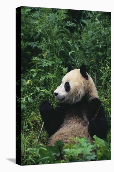 Giant Panda in Forest-DLILLC-Stretched Canvas