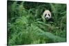 Giant Panda in Forest-DLILLC-Stretched Canvas