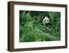 Giant Panda in Forest-DLILLC-Framed Photographic Print