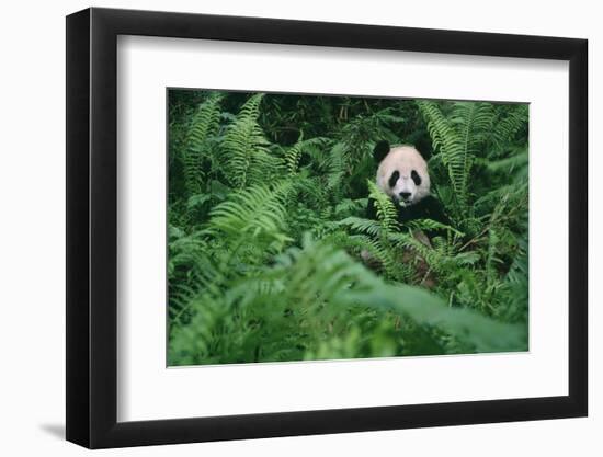 Giant Panda in Forest-DLILLC-Framed Photographic Print