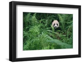 Giant Panda in Forest-DLILLC-Framed Photographic Print