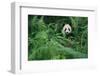 Giant Panda in Forest-DLILLC-Framed Photographic Print