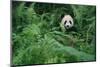 Giant Panda in Forest-DLILLC-Mounted Photographic Print