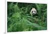 Giant Panda in Forest-DLILLC-Framed Photographic Print