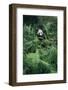 Giant Panda in Forest-DLILLC-Framed Photographic Print