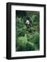 Giant Panda in Forest-DLILLC-Framed Photographic Print