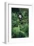 Giant Panda in Forest-DLILLC-Framed Photographic Print