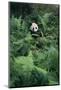 Giant Panda in Forest-DLILLC-Mounted Photographic Print