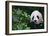 Giant Panda in Forest-DLILLC-Framed Photographic Print