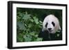 Giant Panda in Forest-DLILLC-Framed Photographic Print