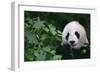 Giant Panda in Forest-DLILLC-Framed Photographic Print