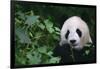 Giant Panda in Forest-DLILLC-Framed Photographic Print