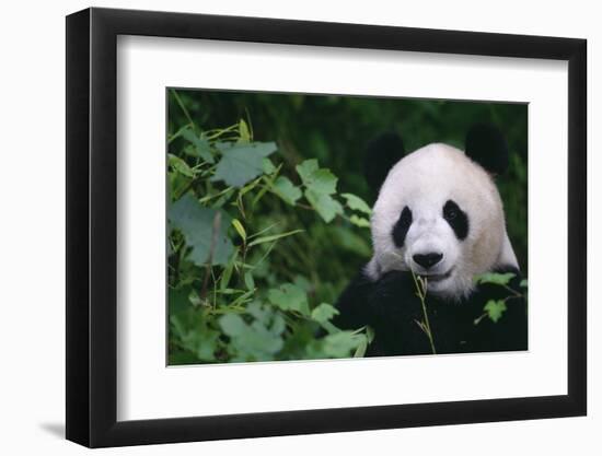 Giant Panda in Forest-DLILLC-Framed Photographic Print