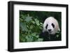 Giant Panda in Forest-DLILLC-Framed Photographic Print