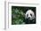 Giant Panda in Forest-DLILLC-Framed Photographic Print