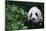Giant Panda in Forest-DLILLC-Mounted Photographic Print
