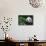 Giant Panda in Forest-DLILLC-Photographic Print displayed on a wall