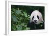 Giant Panda in Forest-DLILLC-Framed Photographic Print