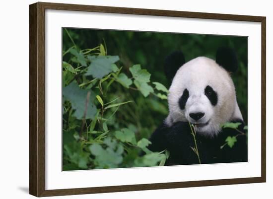 Giant Panda in Forest-DLILLC-Framed Photographic Print