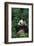 Giant Panda in Forest-DLILLC-Framed Photographic Print