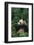 Giant Panda in Forest-DLILLC-Framed Photographic Print