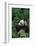 Giant Panda in Forest-DLILLC-Framed Photographic Print