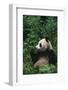 Giant Panda in Forest-DLILLC-Framed Photographic Print