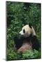 Giant Panda in Forest-DLILLC-Mounted Photographic Print