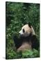 Giant Panda in Forest-DLILLC-Stretched Canvas