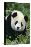 Giant Panda in Grass-DLILLC-Stretched Canvas