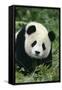 Giant Panda in Grass-DLILLC-Framed Stretched Canvas