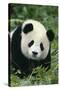 Giant Panda in Grass-DLILLC-Stretched Canvas