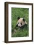 Giant Panda in Grass-DLILLC-Framed Photographic Print