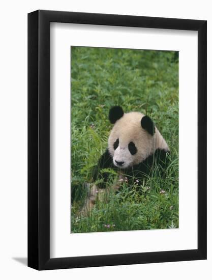 Giant Panda in Grass-DLILLC-Framed Photographic Print