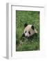 Giant Panda in Grass-DLILLC-Framed Photographic Print