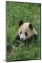 Giant Panda in Grass-DLILLC-Mounted Photographic Print