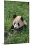 Giant Panda in Grass-DLILLC-Mounted Photographic Print