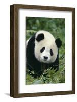 Giant Panda in Grass-DLILLC-Framed Photographic Print