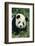 Giant Panda in Grass-DLILLC-Framed Photographic Print