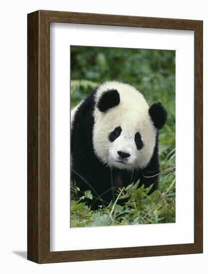 Giant Panda in Grass-DLILLC-Framed Photographic Print