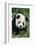 Giant Panda in Grass-DLILLC-Framed Photographic Print