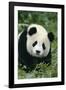 Giant Panda in Grass-DLILLC-Framed Photographic Print