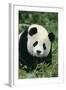 Giant Panda in Grass-DLILLC-Framed Photographic Print