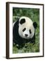 Giant Panda in Grass-DLILLC-Framed Photographic Print