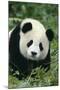 Giant Panda in Grass-DLILLC-Mounted Photographic Print