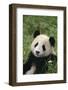 Giant Panda in Grass-DLILLC-Framed Photographic Print